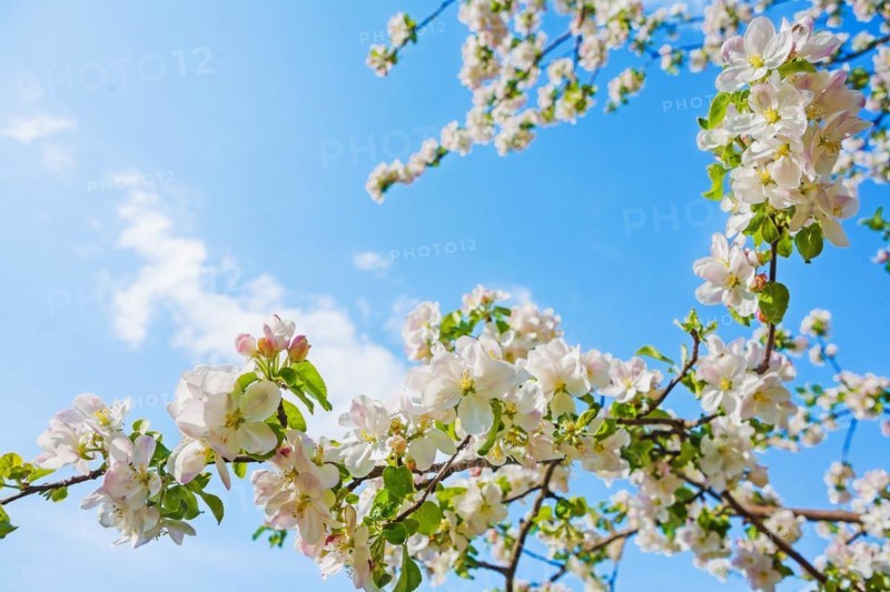 Blssoming branch of apple tree on bright blue sky instagram stile