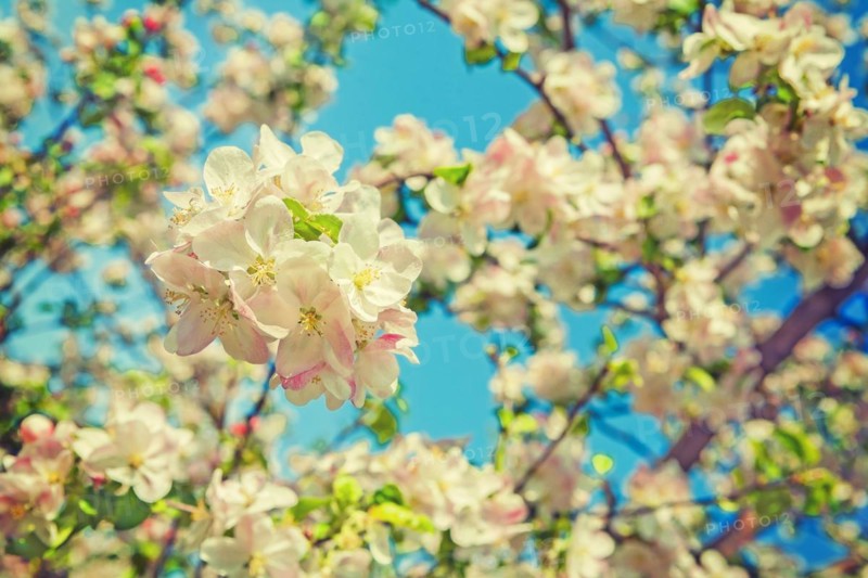 Floral view blossom of apple tree on blurred sky background instagram stile