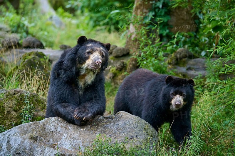 Spectacled bear