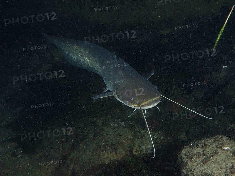 Catfish