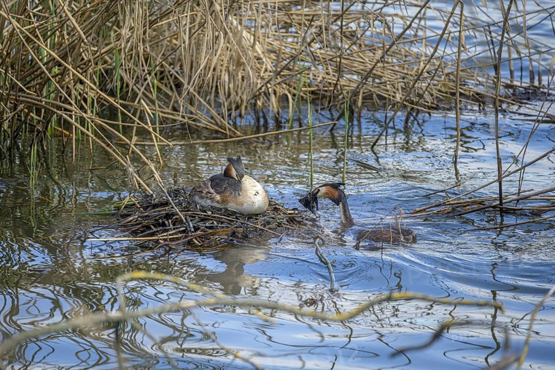 Great crested grebe