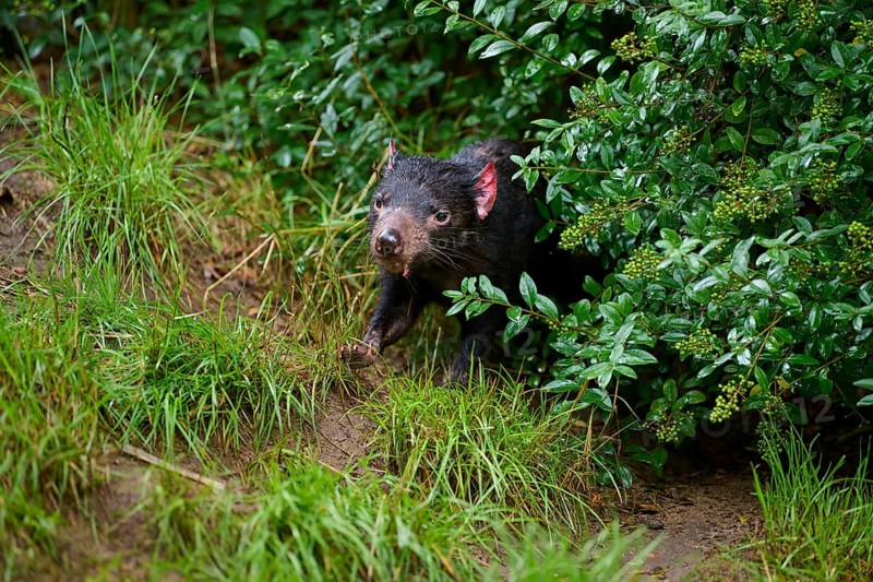 Tasmanian devil
