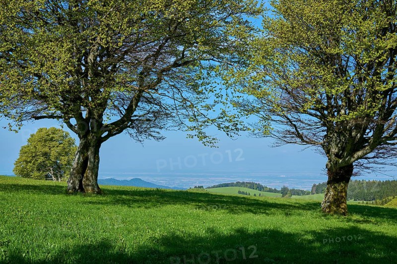 Wind beeches in spring