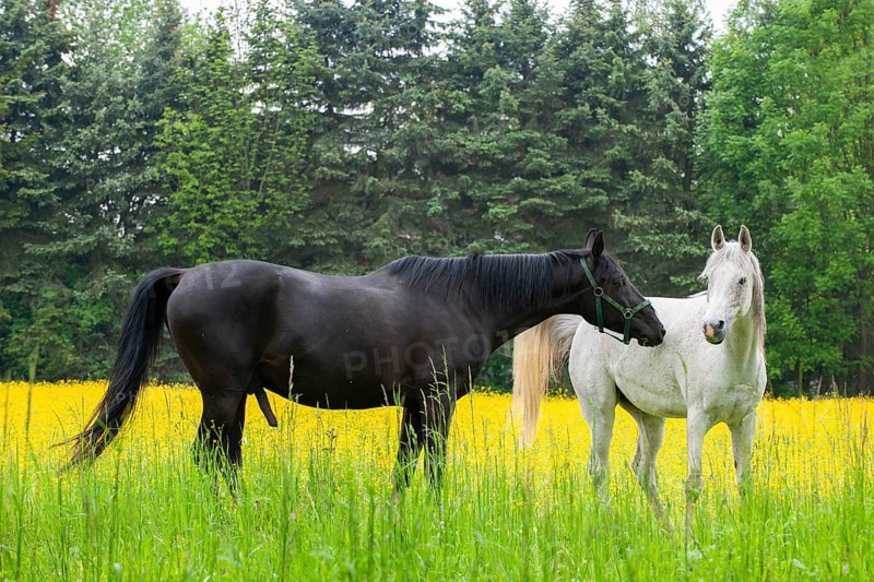 White and black horse on a flower meadow