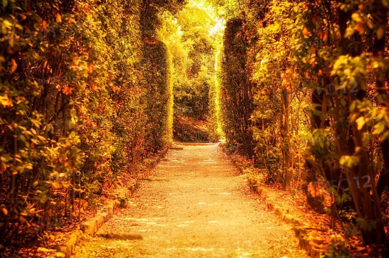 Mystical sunny alley in the Boboli Gardens. The concept of tourism