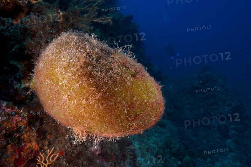 Sea ball