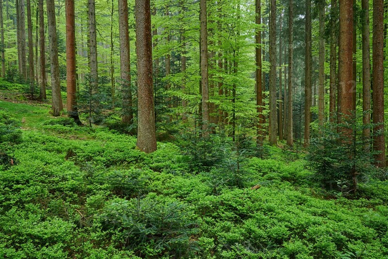 Dense forest with tall trees and a carpet of green blueberry plants on the forest floor