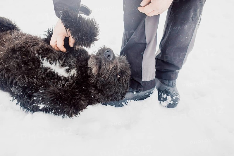 Bouvier de Flandres Shepherd plays and has fun in the snow with a man in a shelter for stray dogs