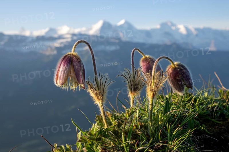 Alpine pasqueflower