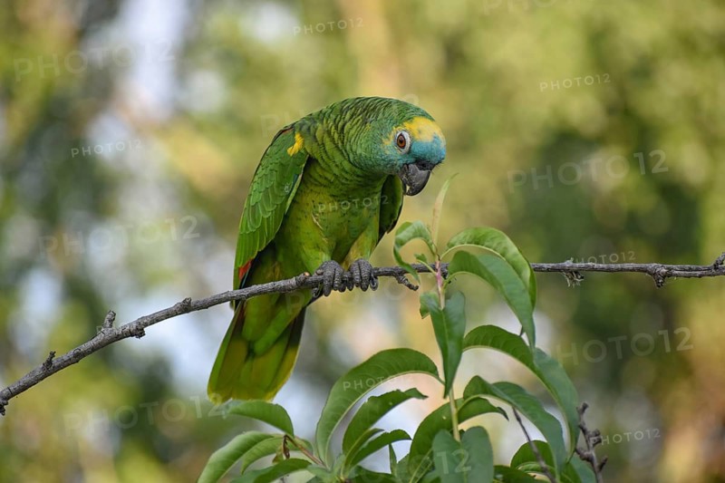 Free-living blue-fronted amazon