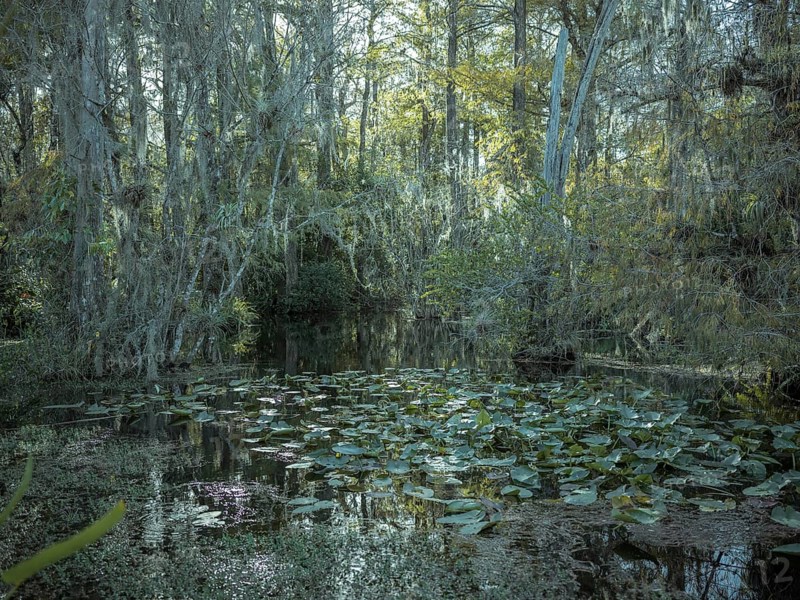 Mangrove forest