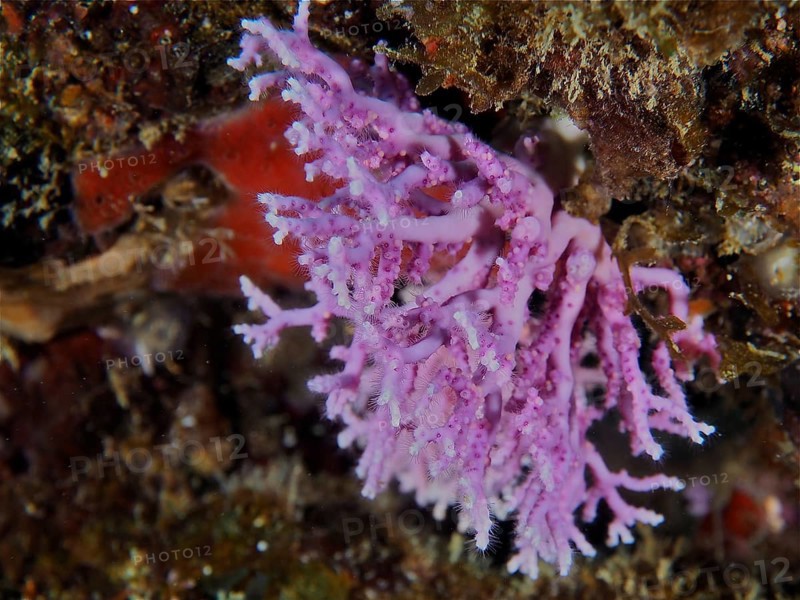 Filigree coral