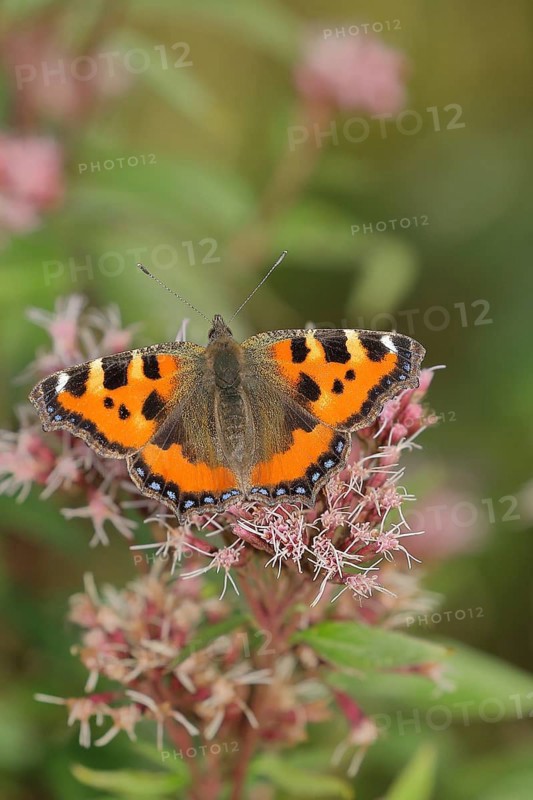 Small tortoiseshell