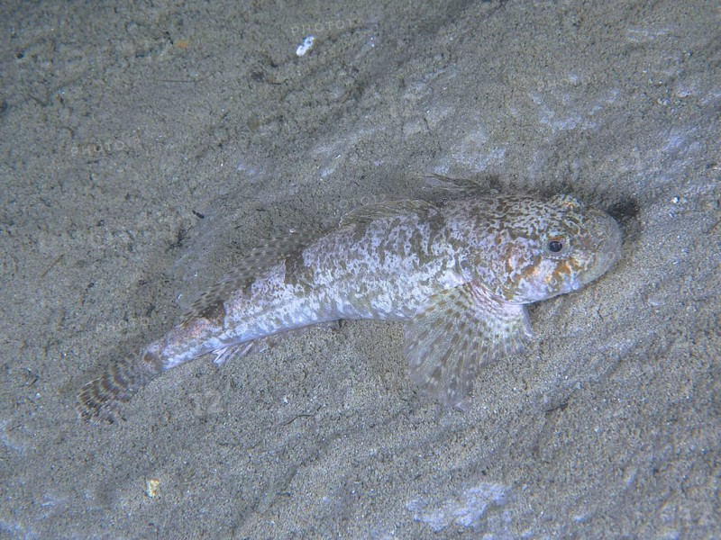 bullhead