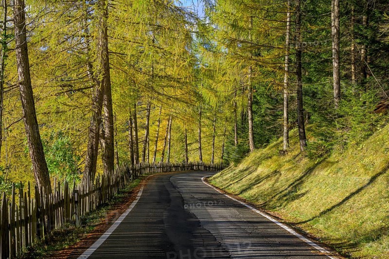 Zamser Strasse with autumnal larch forest