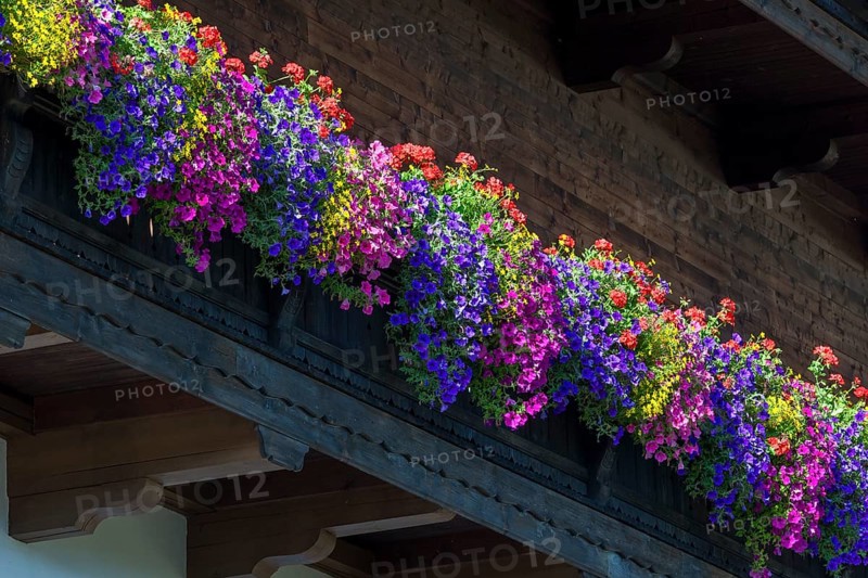 Summer flowers