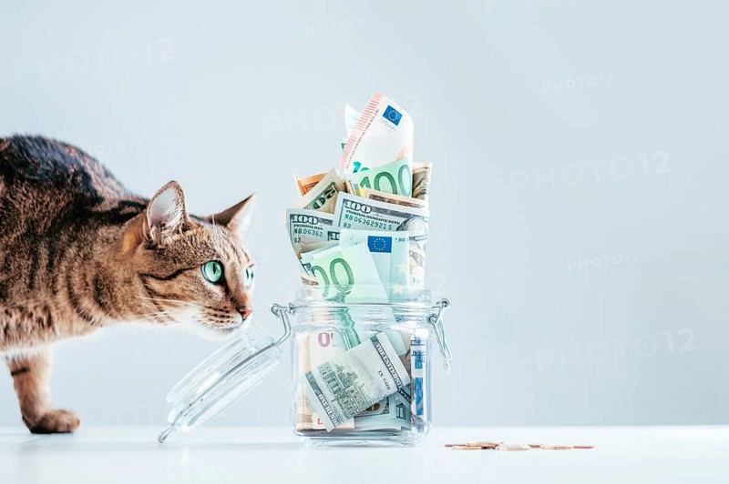 Cat posing on the background of a piggy bank. The concept of expenses for the maintenance of thoroughbred breeds of pets.