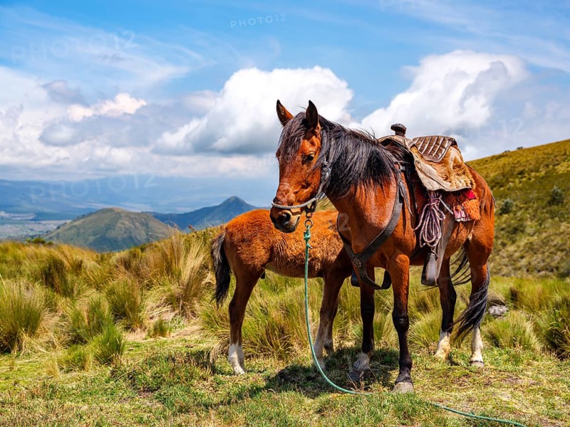 Cargo horse with foal in Paramo landscape