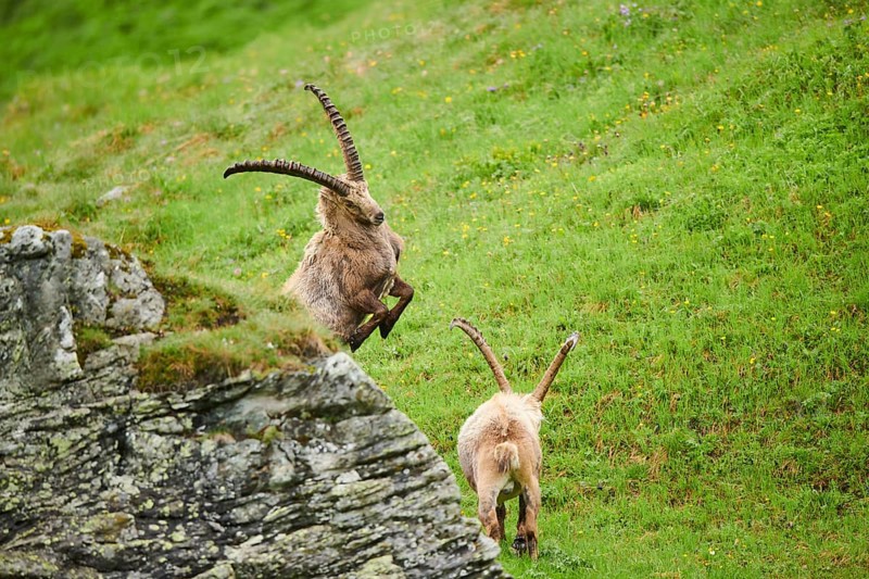 Alpine ibex