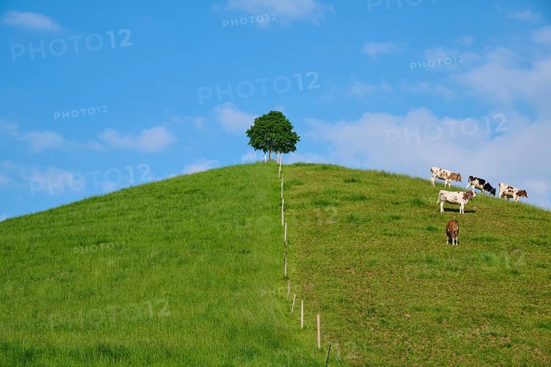 Cows grazing on a green hill under a single linden tree on a sunny day with blue sky