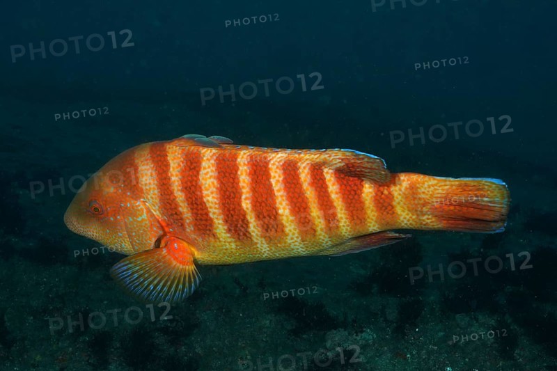 Colourful Natal tooth wrasse