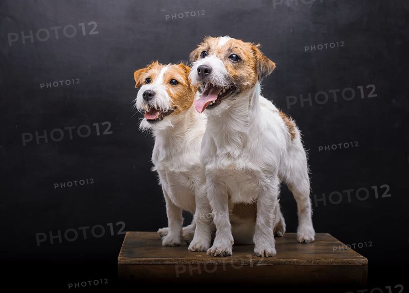 Two charming Jack Russell posing in a studio on a black background.