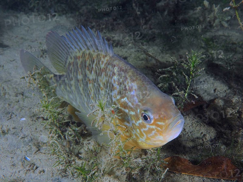 Pumpkinseed sunfish