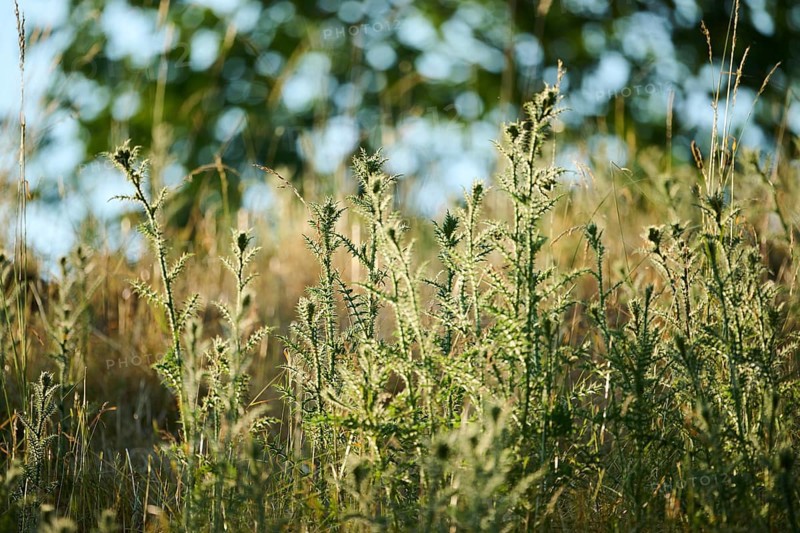 Spiny plumeless thistle