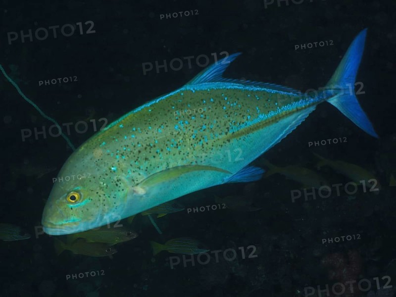 Bluefin trevally