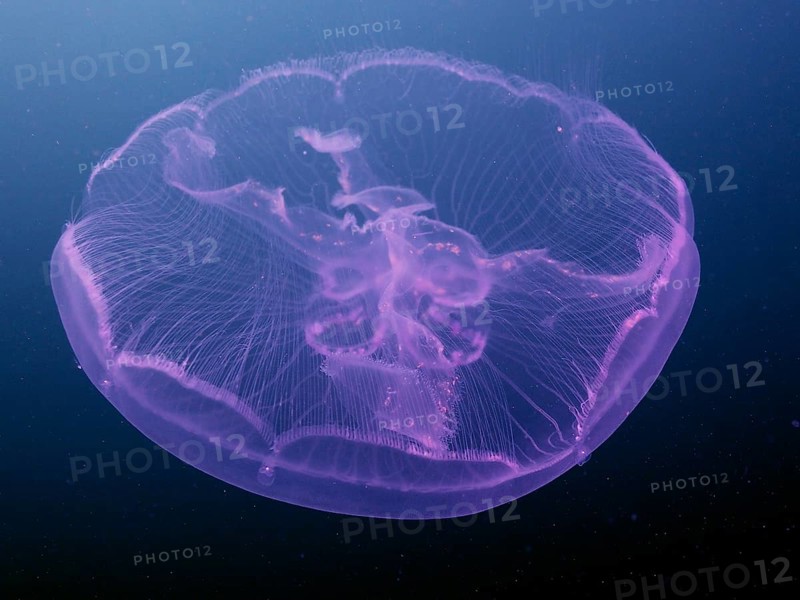 Common jellyfish