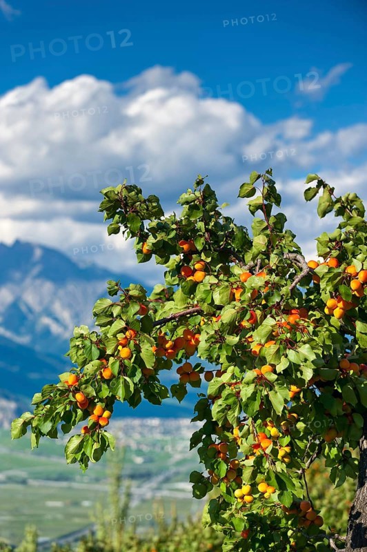 Apricot
