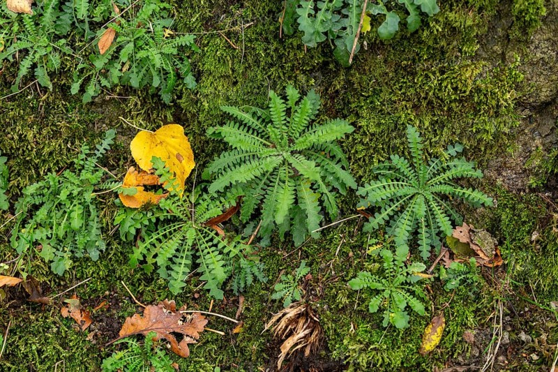 Herbs on the Donkey Trail to Drachenfels
