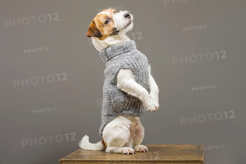 Charming Jack Russell posing in a studio in a warm gray sweater.