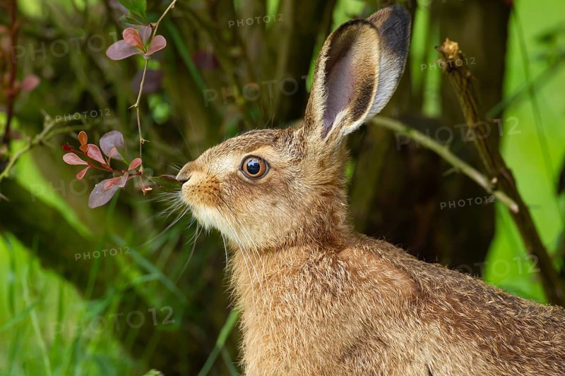 European brown hare