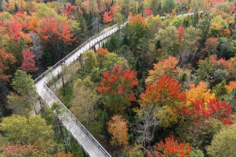 Tree top walkway in autumn