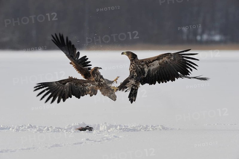 White-tailed eagle