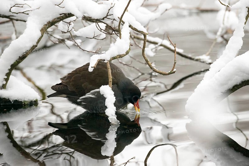 Pond hen