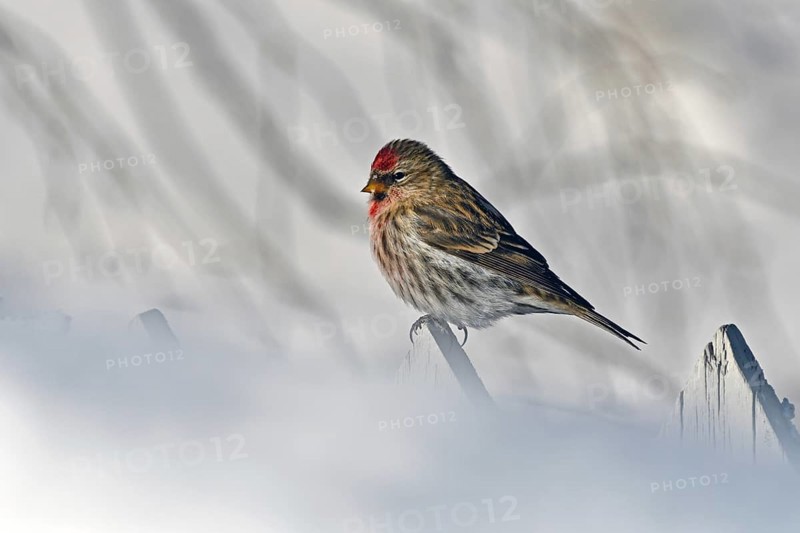 Common Redpoll
