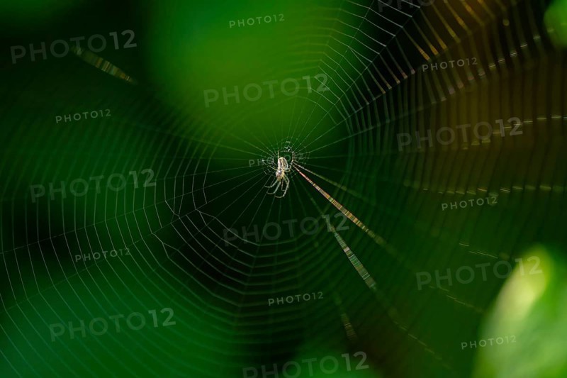 Spider's web with spider in the centre