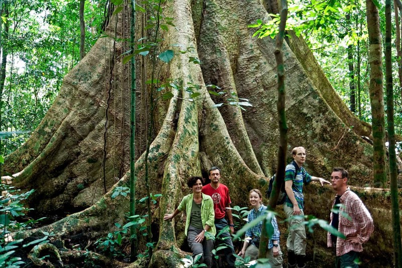 Group of tourists in front of a huge jungle tree