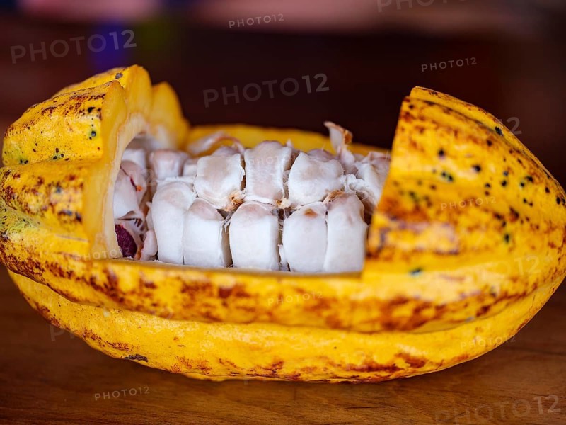 Cocoa beans inside the cut open cocoa plant