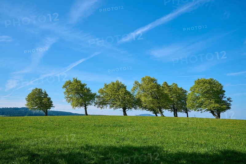 Meadow with copper beeches in spring