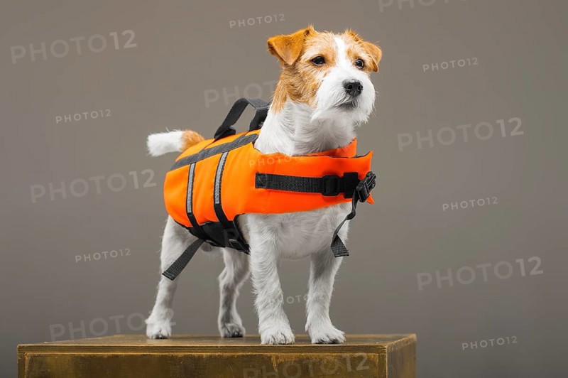Pedigreed Jack Russell in the costume of a lifeguard Malibu stands on a pedestal in the studio.