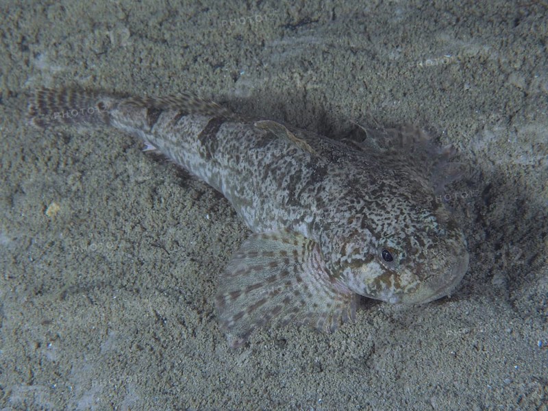 bullhead