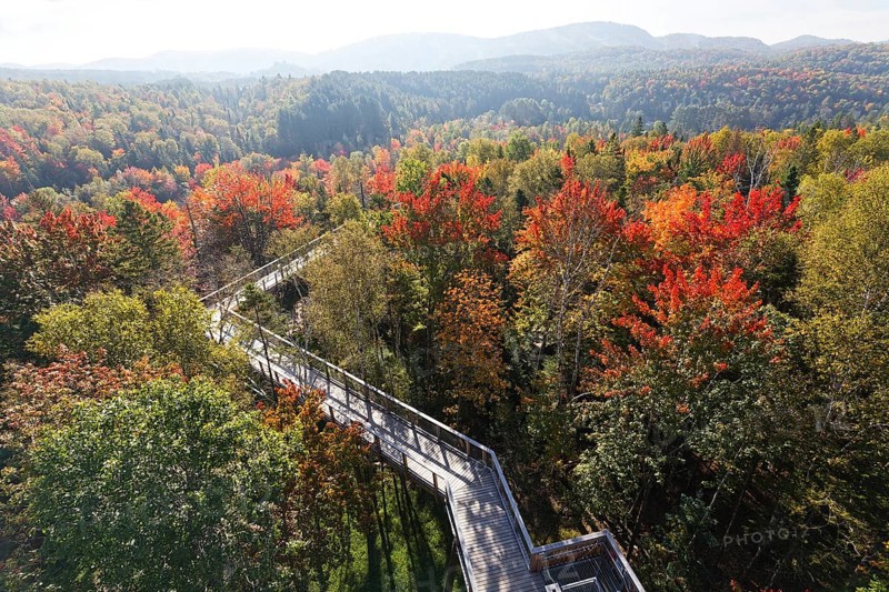 Tree top walkway in autumn
