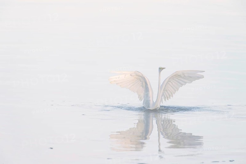Great egret