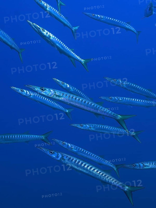 School of fish