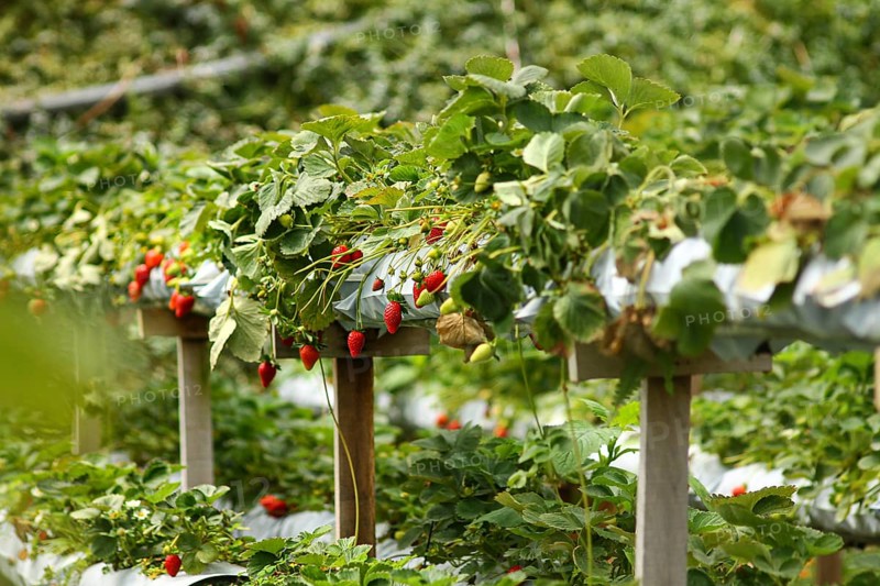 Ripe strawberries ready for harvest in a well-maintained farm