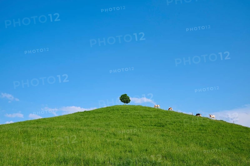 Cows grazing on a green hill under a single linden tree on a sunny day with blue sky