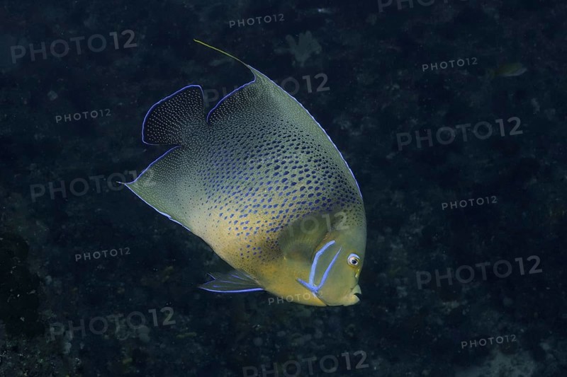 Koran angelfish